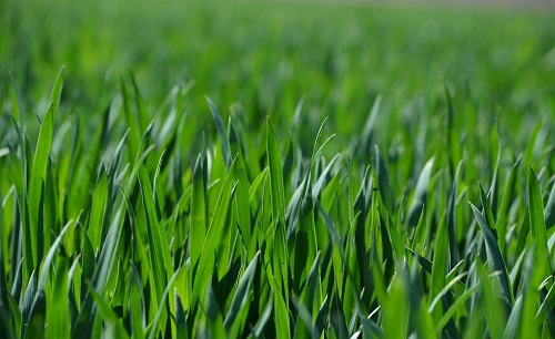 土壤墑情監(jiān)測儀助力農(nóng)業(yè)災(zāi)害性天氣（干熱風(fēng)）對冬小麥產(chǎn)量影響研究