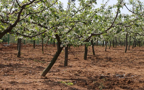 養(yǎng)分平衡那不難？土壤養(yǎng)分測定儀指導(dǎo)因地施肥