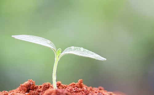 用土壤鹽分速測儀檢測到土壤鹽漬化，如何改良？六大措施