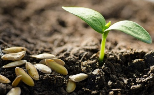 測土施肥簡單化：土壤養(yǎng)分速測儀指導(dǎo)用肥滿足作物生長各種需求