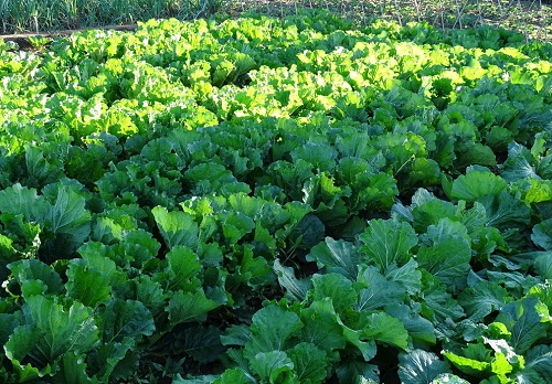 實(shí)驗(yàn)室測土與土壤養(yǎng)分檢測儀該如何選擇？