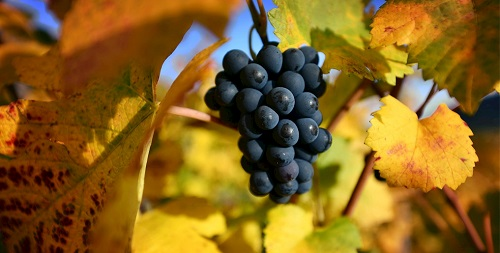 土壤水分儀為的葡萄花期提供灌溉指導(dǎo)數(shù)據(jù)