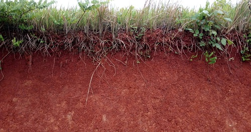 用土壤pH測定儀明確土壤酸堿度，改良土壤狀態(tài)