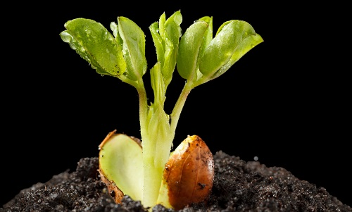 【土壤水分測定儀】土壤水分對植物養(yǎng)分吸收的影響