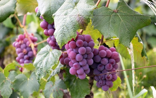 測土配方施肥儀在葡萄科學(xué)施肥中的應(yīng)用