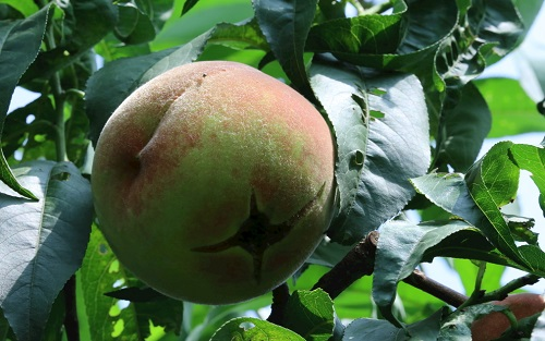 應(yīng)用土壤水分速測儀加強(qiáng)土壤水分管理，預(yù)防桃樹裂果病