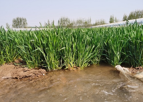 土壤墑情監(jiān)測系統(tǒng)為現(xiàn)代農(nóng)業(yè)提供科學(xué)灌溉決策