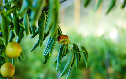 利用土壤肥料養(yǎng)分速測(cè)儀來(lái)減少棗園“裂棗”的現(xiàn)象