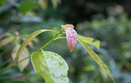 如何利用土壤墑情測(cè)量?jī)x指導(dǎo)香樟樹培育？