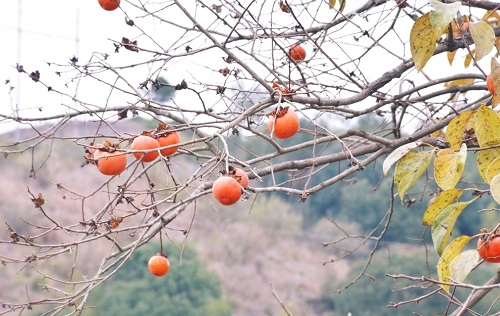 土壤水分檢測(cè)儀能夠用于輔助柿子園水分精準(zhǔn)管理