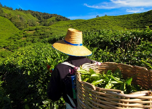 茶園里面的土壤應(yīng)該如何檢測(cè)？利用土壤儀器對(duì)茶園土壤的有效管理