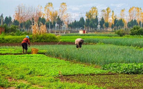 實(shí)現(xiàn)科學(xué)管理農(nóng)業(yè)---快速土壤水分溫度測(cè)定儀的關(guān)鍵在于傳感器