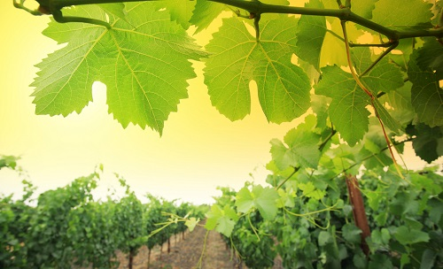 快速土壤水分溫度儀幫助葡萄種植精準(zhǔn)灌溉