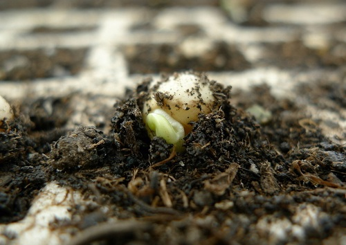 為什么要推測(cè)土儀？TA的這些優(yōu)勢(shì)真的是太香了