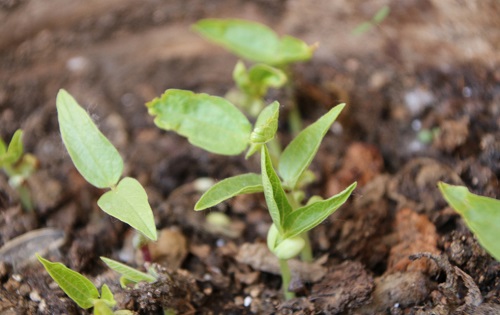 土壤含水量的測定方法有哪些？使用土壤水分測定儀更便捷
