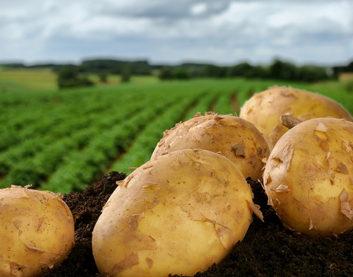 便攜式土壤墑情測(cè)試儀可為馬鈴薯播種提供指導(dǎo)，保障馬鈴薯高產(chǎn)穩(wěn)產(chǎn)