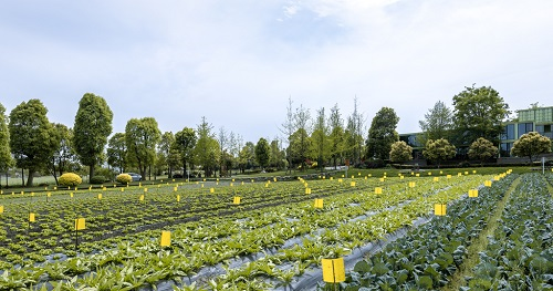 利用土壤緊實(shí)度測(cè)定儀分析土壤緊實(shí)度對(duì)植物生長的影響