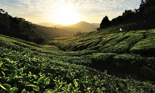 土壤氮磷鉀檢測儀是什么，它的作用是怎樣的