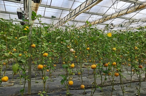 土壤緊實度對植物生長和作物產(chǎn)量形成有什么影響？