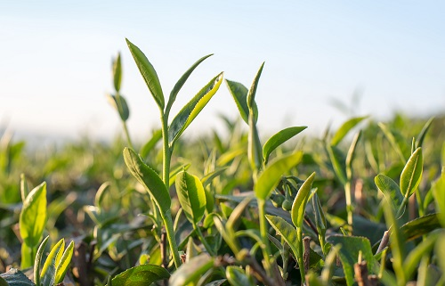 自動土壤水分檢測儀的應(yīng)用了解水分變化情況