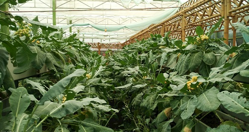 大棚土壤鹽漬化會對蔬菜種植（根、葉、果）帶來哪些危害？