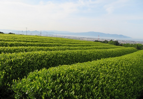 【LD-GT2】土壤養(yǎng)分測試儀—一款功能強大的土壤檢測儀