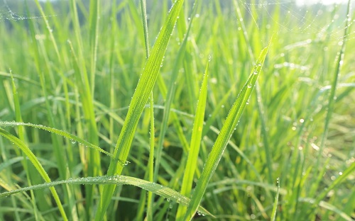 土壤檢測(cè)儀已經(jīng)被廣泛應(yīng)用（土壤水分檢測(cè)儀的突出性能）