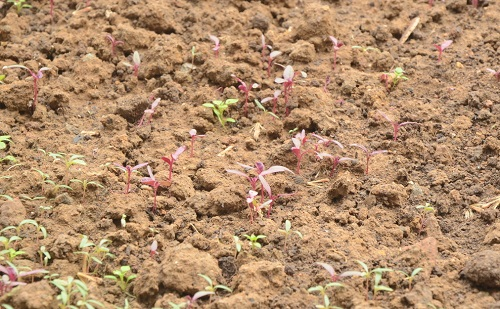 利用土壤水分儀科學(xué)和合理灌溉，節(jié)約可貴的水資源