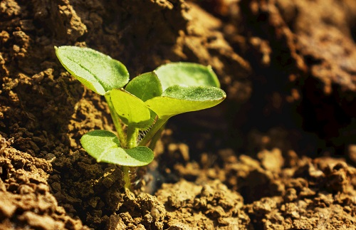 土壤養(yǎng)分速測(cè)儀的工作原理是什么？土壤養(yǎng)分速測(cè)儀的特點(diǎn)