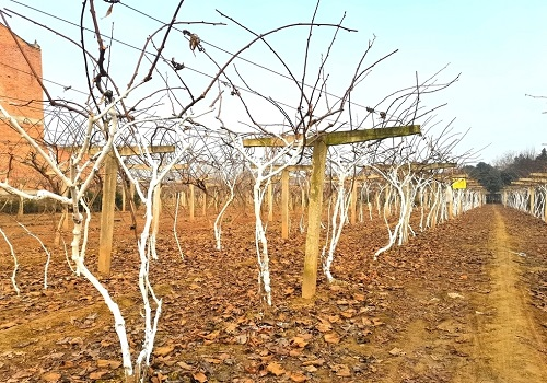 利用土壤養(yǎng)分檢測(cè)儀為農(nóng)業(yè)測(cè)土配方施肥提供參考數(shù)據(jù)