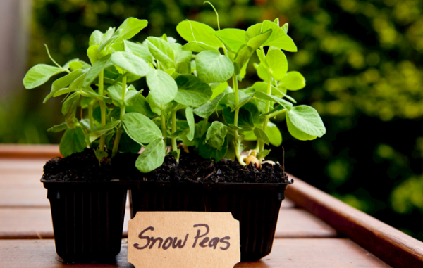 土壤肥力測定儀的簡歷了解一下（土壤肥力測定儀的功能介紹）