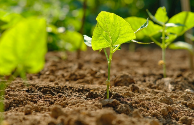 農(nóng)業(yè)種植的輔助儀器土壤水分儀: 實現(xiàn)精準(zhǔn)灌溉