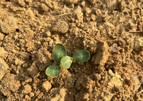 如何挑選合適的土壤團聚粒檢測儀器？這里推薦萊恩德