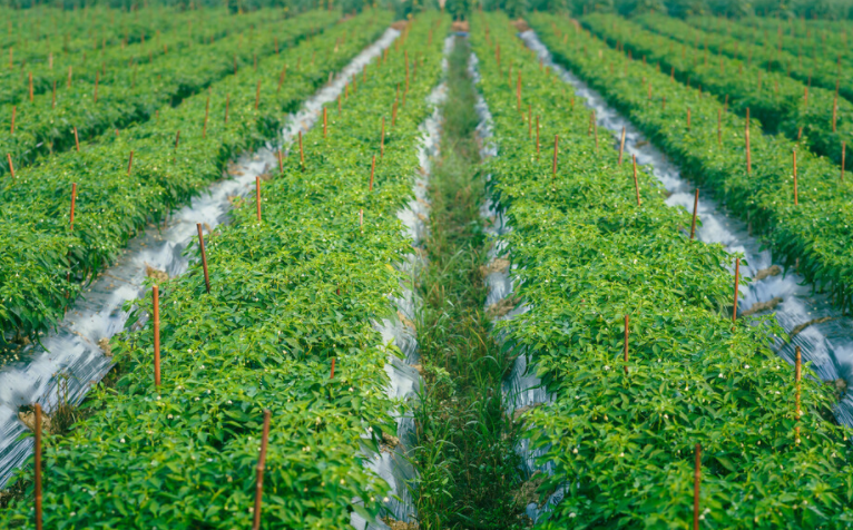 精確測量！肥料養(yǎng)分含量測定儀助您分析土壤和肥料中的養(yǎng)分含量