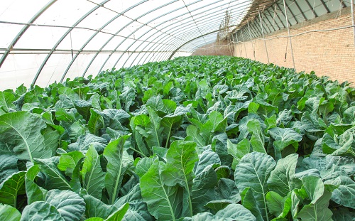 土壤墑情監(jiān)測(cè)儀在大棚蔬菜智能灌溉中的作用