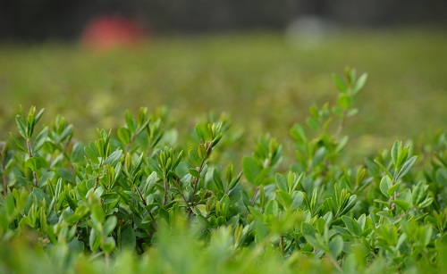 土壤分析儀助力園林綠化植物根際對(duì)土壤養(yǎng)分的影響