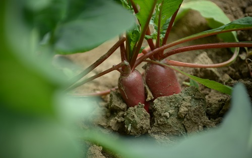 誰偷了我們的肥料？實(shí)用的土壤pH測試儀