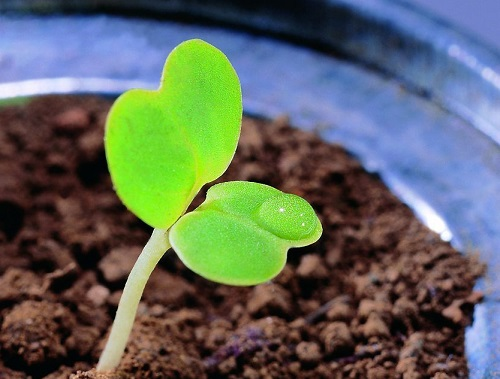 用好土壤養(yǎng)分分析儀讓更多耕地吃上“營養(yǎng)餐”