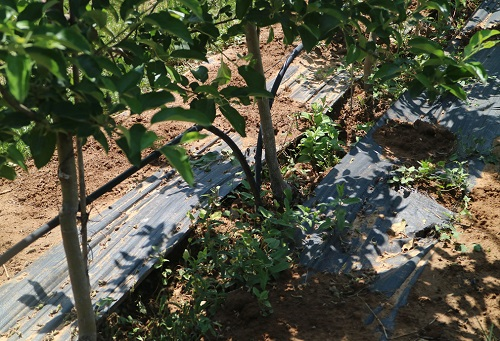 土壤養(yǎng)分速測儀為果農(nóng)杜絕三大施肥弊端