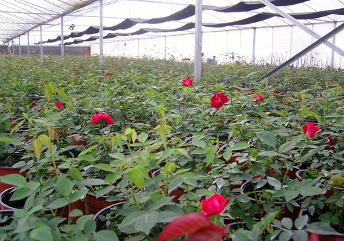 玫瑰大棚中的土壤溫度和濕度怎么控制？土壤水分溫度速測儀來測量