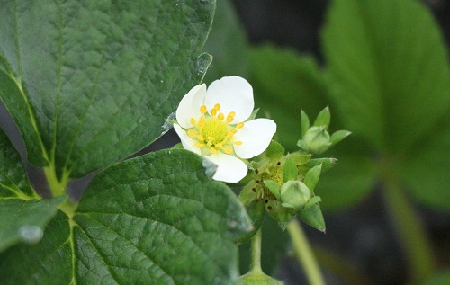 土壤墑情監(jiān)測(cè)系統(tǒng)讓土壤墑情管理不善問題迎刃而解了