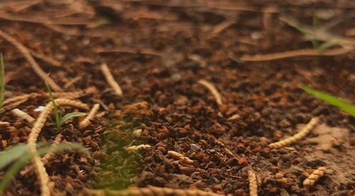 土壤水分測(cè)定儀為差異化節(jié)水灌概提供依據(jù)