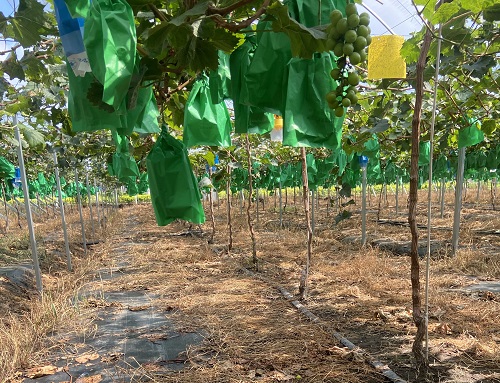 土壤水分測(cè)定儀避免久旱灌溉造成的葡萄脫水問題