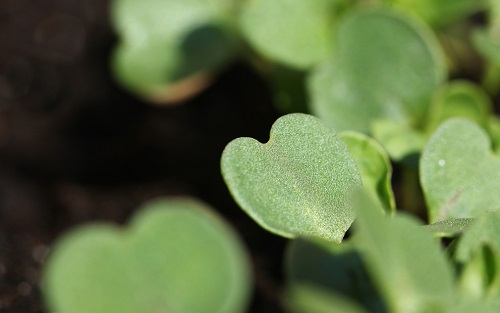 土壤墑情實(shí)時(shí)監(jiān)測(cè)系統(tǒng)可提供全面和實(shí)時(shí)的信息服務(wù)