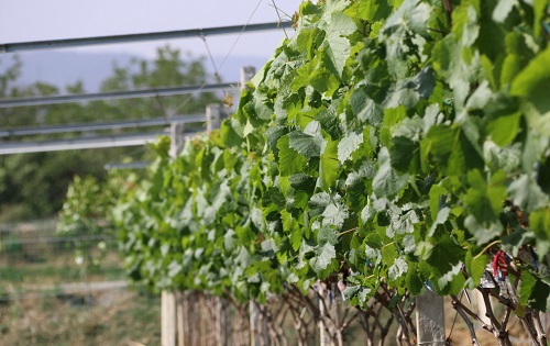 土壤水分監(jiān)測(cè)儀幫助農(nóng)戶搶占灌溉先機(jī),實(shí)現(xiàn)精細(xì)化的種植管理