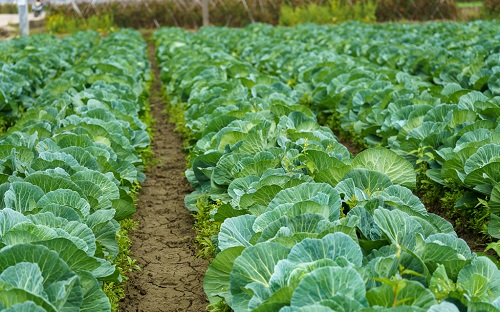 土壤速測(cè)儀大力推進(jìn)農(nóng)業(yè)綠色發(fā)展，實(shí)現(xiàn)測(cè)土配方施肥，科學(xué)精準(zhǔn)備耕