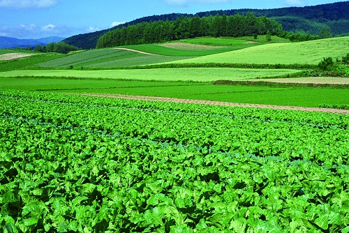 應(yīng)用土壤緊實(shí)度測(cè)量?jī)x讓葡萄根系更好地扎根，保證土壤環(huán)境達(dá)標(biāo)