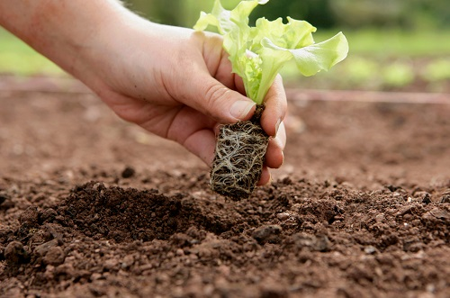 土壤酸堿度怎么測(cè)量?如何改良酸堿土壤?