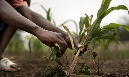 如何根據(jù)癥狀判斷植物是正常的還是病理性的?土壤養(yǎng)分檢測儀能檢測到哪些元素?