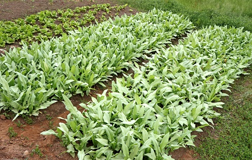 土壤養(yǎng)分速測儀讓土壤重返萬里沃土